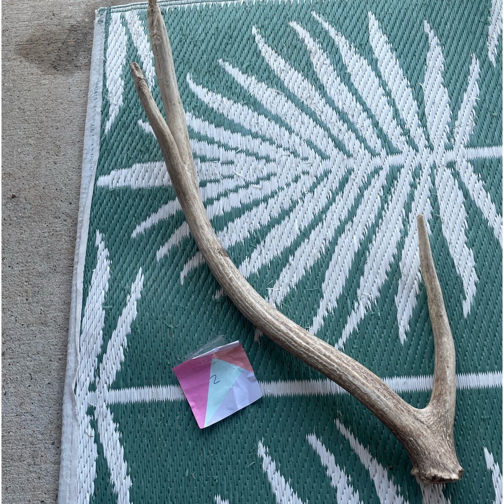 Large Antler Shed Elk